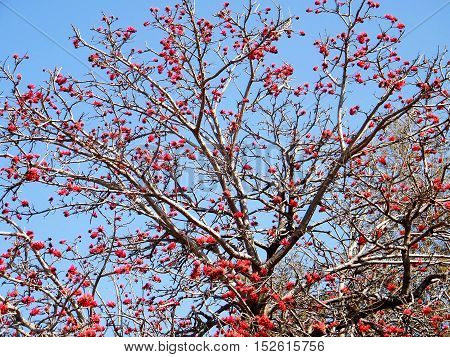 Coral Tree blossom in Wolfson Park of Ramat Gan Israel March 3 2011