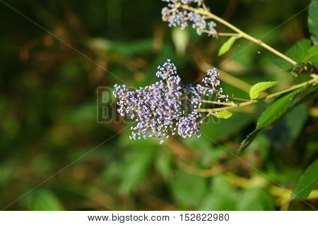 Blossoms of autumn lilac bush (Syringa microphylla) a plant flowering in October.