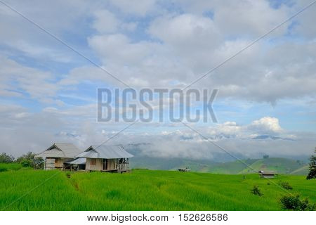 pa Pong Piang Rice Terraces in Thailand