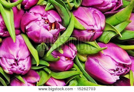 krásné růžové tulipány, velké kytice