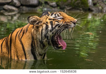 A male Bengal Tiger yawns showing the canine teeth while submerged in a swamp at Sunderbans National Park.