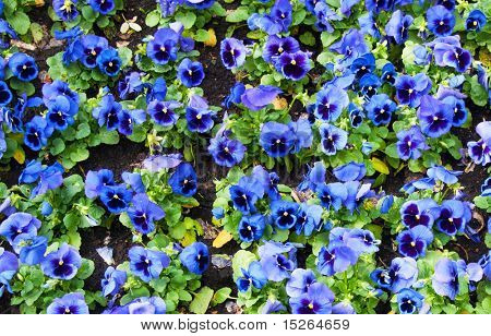 Viola tricolor maceška, záhonu