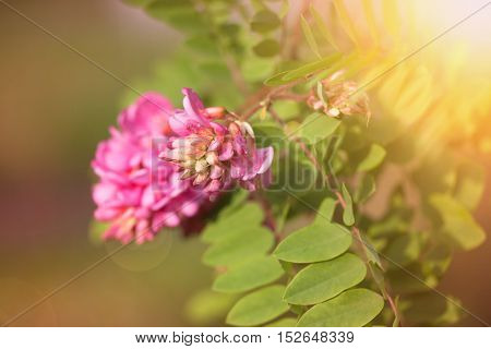 Closeup Photo Of Acacia Flowers