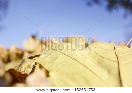 Rimy autumn leaves on the ground with blue sky