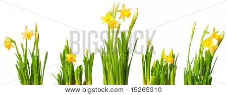 uitgeleend lelie (Narcis) geïsoleerd op wit