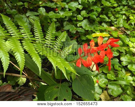 Beautiful flowers in the morning Indonesian forest