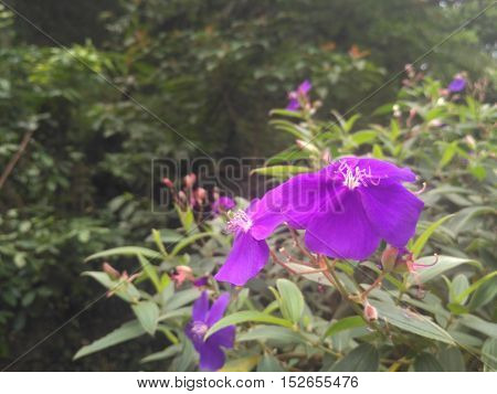 Beautiful flowers in the morning Indonesian forest
