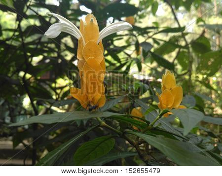 Beautiful flowers in the morning Indonesian forest