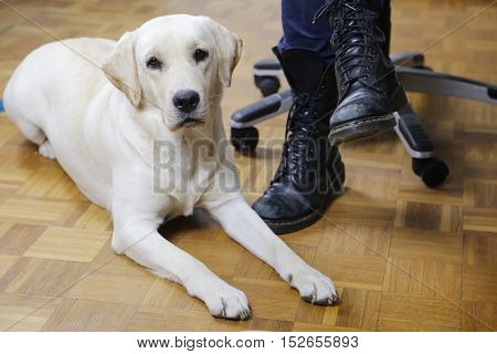 Beautiful white Labrador dog in semi reclined spinx pose on a light brown parquet floor resting faithfully next to his owner's chair close to his feet in black boots
