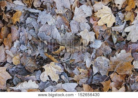 Rimy autumn leaves texture on the ground