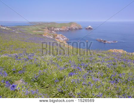 Niebieskie dzwonki na Saltee wyspie