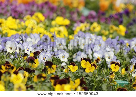 Colourfull speckled spring pansies flowers in boxes