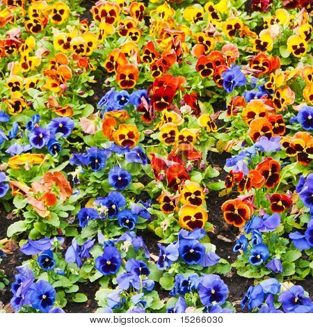 Viola tricolor maceška, záhonu