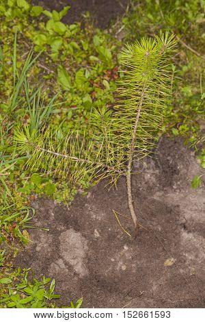 New Seedling Pines