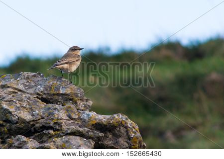 Wheatear (Oenanthe oenanthe) bird on coast ready to migrate. Summer visitor to Britain in the family Turdidae on Somerset Coast before flying south for winter