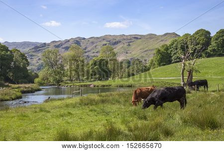 Cattle at Elterwater, The Lake District, Cumbria, England
