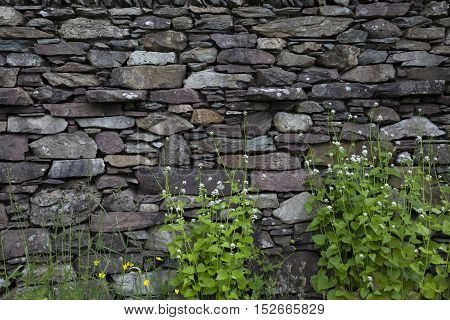 Cumbrian wall with Hedge Garlic background, England