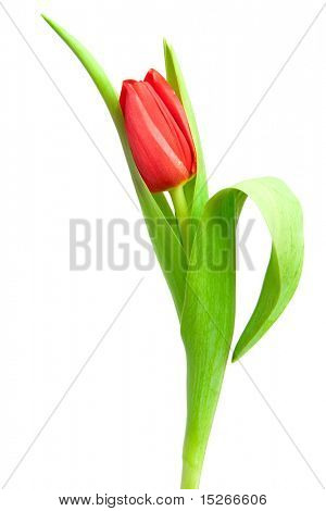 jeden červený Tulipán izolovaných na bílém