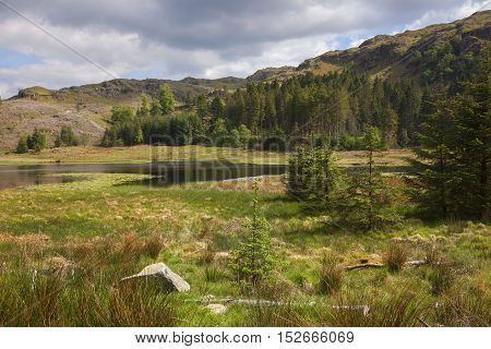 Marshland at Harrop Tarn, Lake District, Cumbria, England