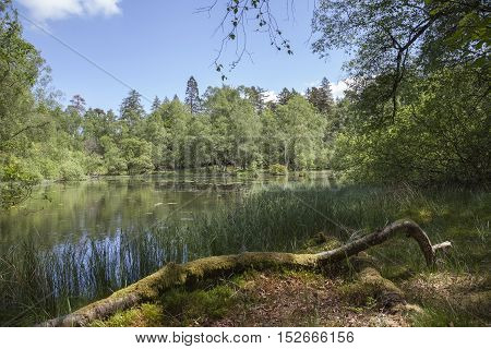 Mossy woodland at Tarn Hows, Lake District, Cumbria, England