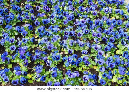 Viola tricolor maceška, záhonu