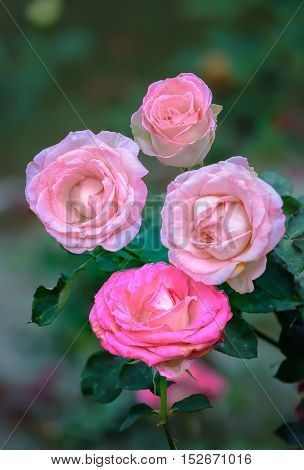 Roses blooming in garden with soft blossom petals. This is the symbolic flower of love