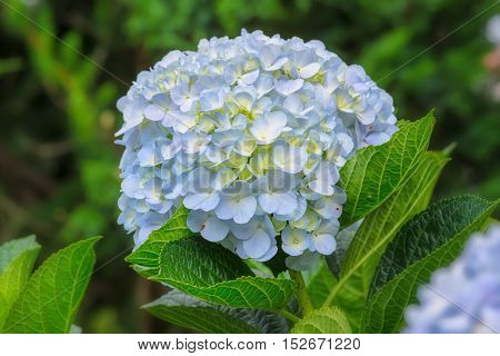 Hydrangeas blooming in the garden is beautiful, this flower is grown in the temperate zone