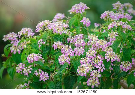 Ageratum flowers are blooming in the early sun