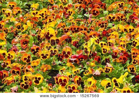 Viola tricolor maceška, záhonu