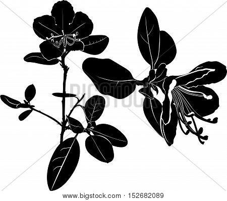 ledum. herb Wild rosemary isolated vector black silhouette