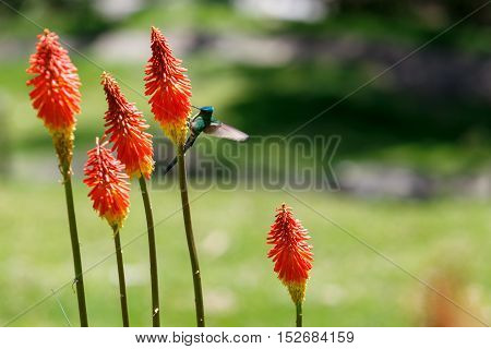 Hummingbird, Bird On The Flower, Cocora Valley, Colombia