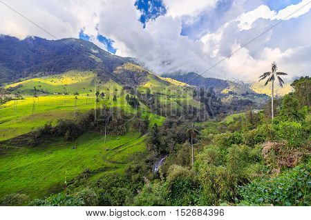 Green Jungle In Mountains, Palm Trees In Cocora Valley, Colombia, Latin America