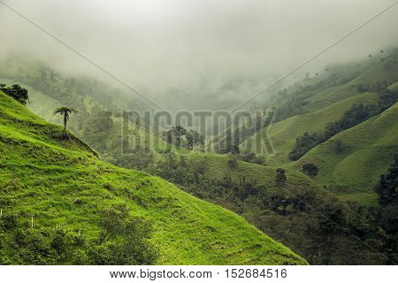 Jungle In Colombian Green Mountains, Colombia, Latin America