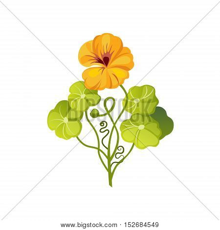 Nasturtium Wild Flower Hand Drawn Detailed Illustration. Plant Realistic Artistic Drawing Isolated On White Background.