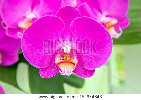 Orchid flowers (Orchidáceae) close-up. Purple Orchid flowers.