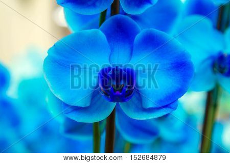 Orchid flowers (Orchidáceae) close-up. Blue Orchid flower.