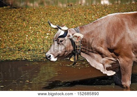 Detail of a brown and white cow (heifer) with horns and cowbell in a pond. Italian Alps