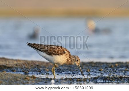 sandpiper on the estuary seeking food, Tringa nebularia standing in water, common greenshank