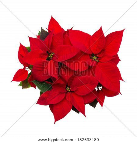 Christmas flower poinsettia isolated on white background