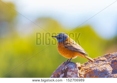 Close-up Of A Cute Colorful Cape Rock Thrush (monticola Rupestris) Perched On Rock. Side View, Selec