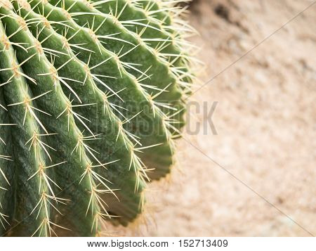 Closeup cactus on sand in the garden (Selective focus)