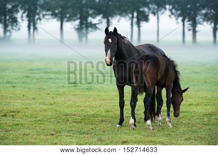 Two Horses, Mother With Foal, Standing In Misty Field. Geesteren. Gelderland. The Netherlands.