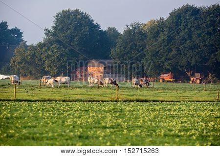Grazing Cows In Dutch Farm Land. Geesteren. Gelderland. The Netherlands.