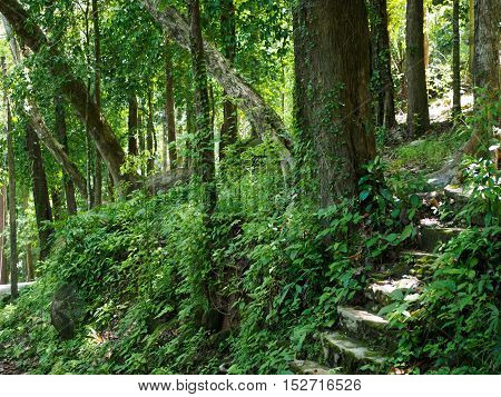 Tree in jungle at Khaolak-Lumru National Park Phang-nga, Thailand