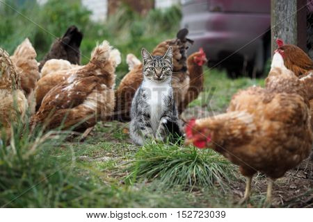 Country cat sitting among chickens walking. Green grass, village