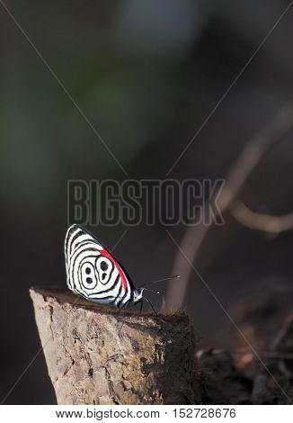 Jungle butterfly showing it's beautiful red, black and white pattern