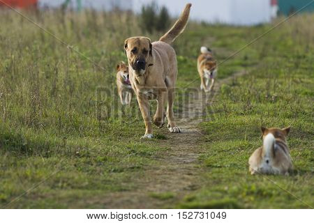 Spanish Mastiff And Shibu Inu For A Walk
