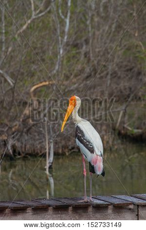 Painted Stork, Mycteria Leucocephala