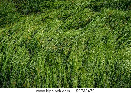 Cocograss close up beautiful green Nut grass pattern from garden