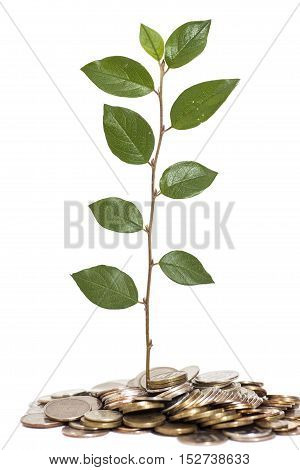 Tree growing from pile of coins isolated